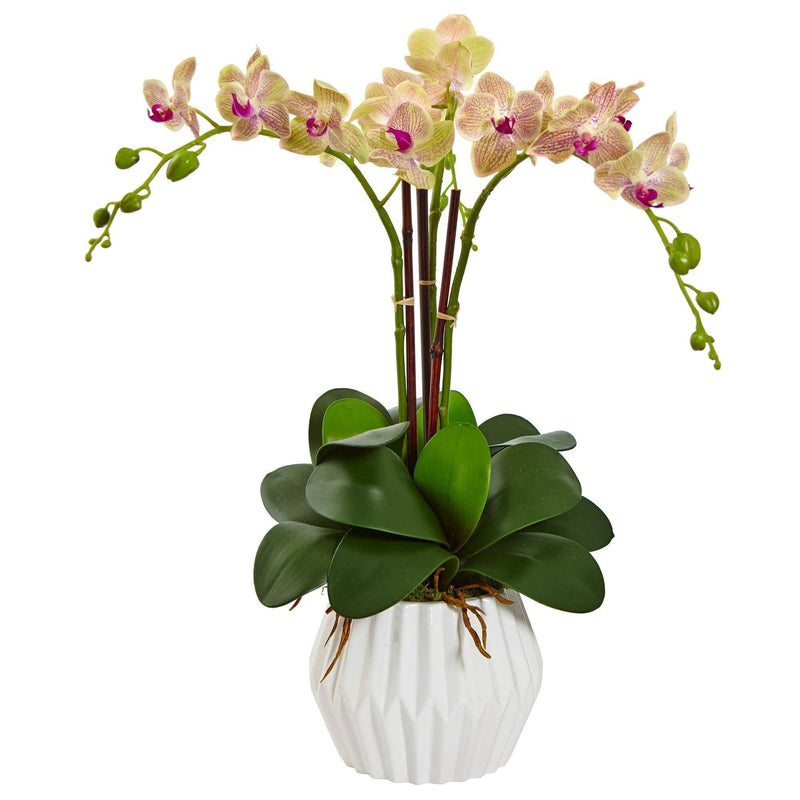 Phalaenopsis Orchid Arrangement in White Vase