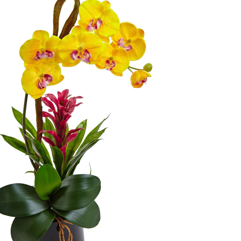 Orchidée et Bromélia dans un cylindre noir brillant