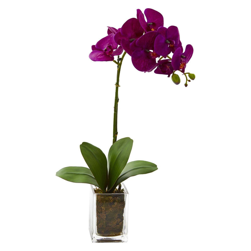 Orchidée Phalaenopsis dans un vase