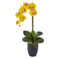 Phalaenopsis Orchid in Black Vase